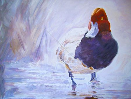 Red Headed Duck